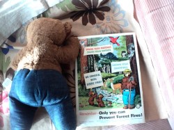 smokey bear main_03